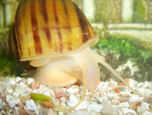 Apfelschnecke