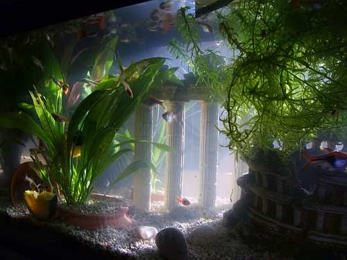 Aquarium