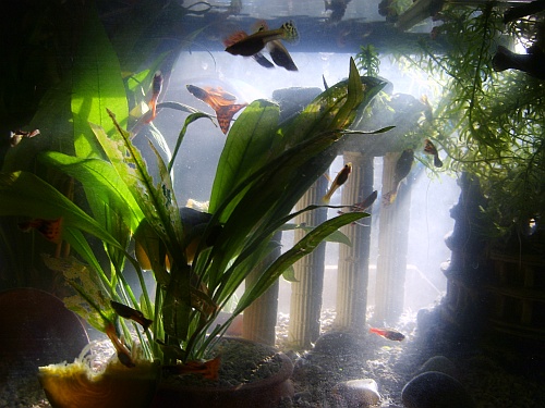 Aquarium