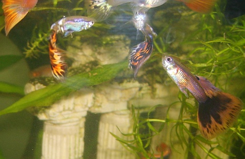 Guppys