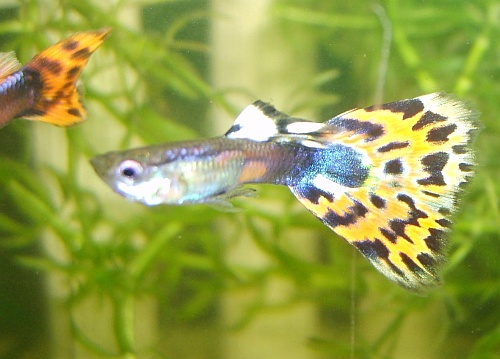 Guppys
