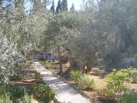 Der Garten Gethsemane